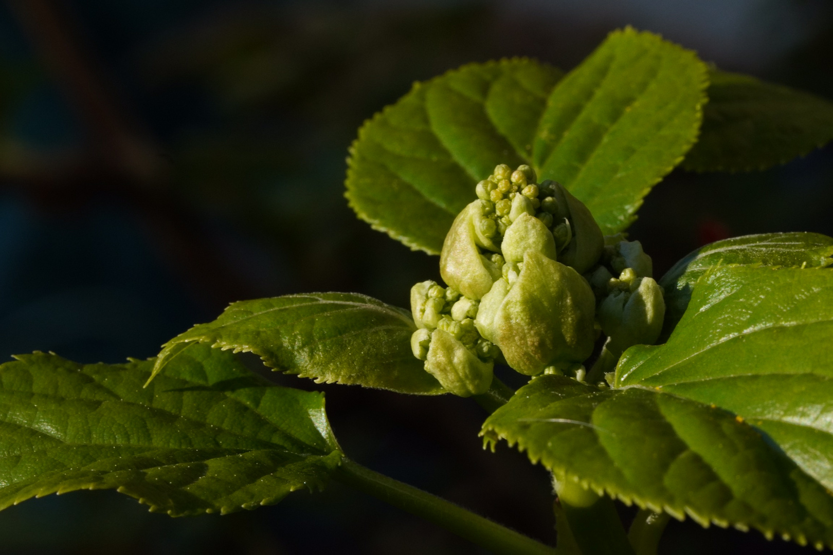 Knospe einer Kletterhortensie