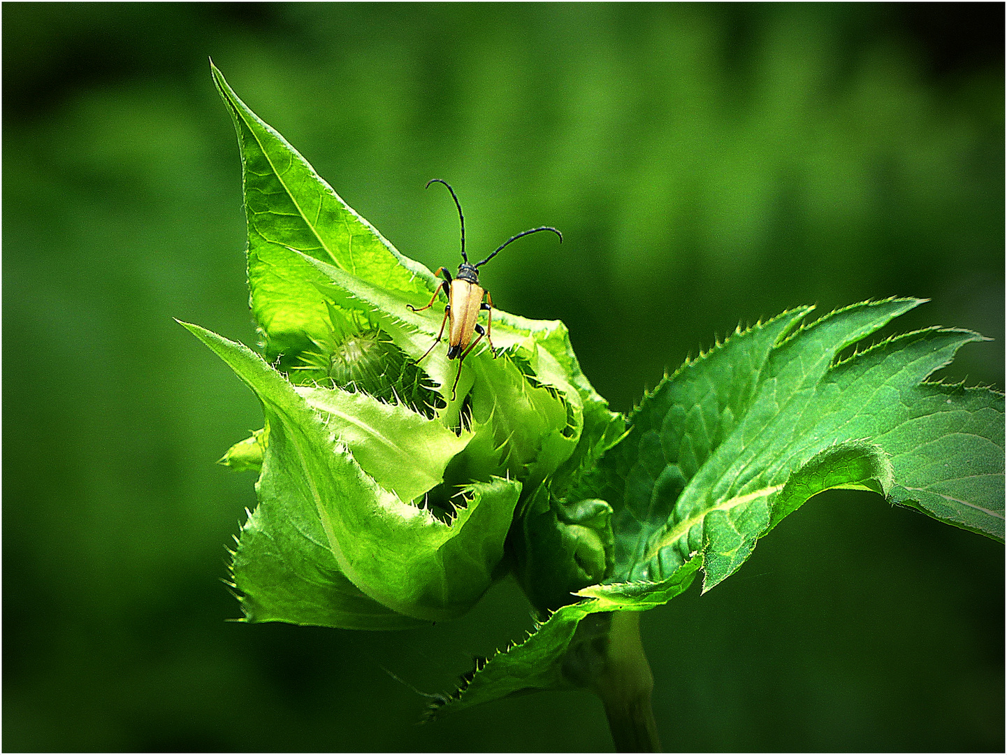 Knospe einer Kohldistel mit Besucher