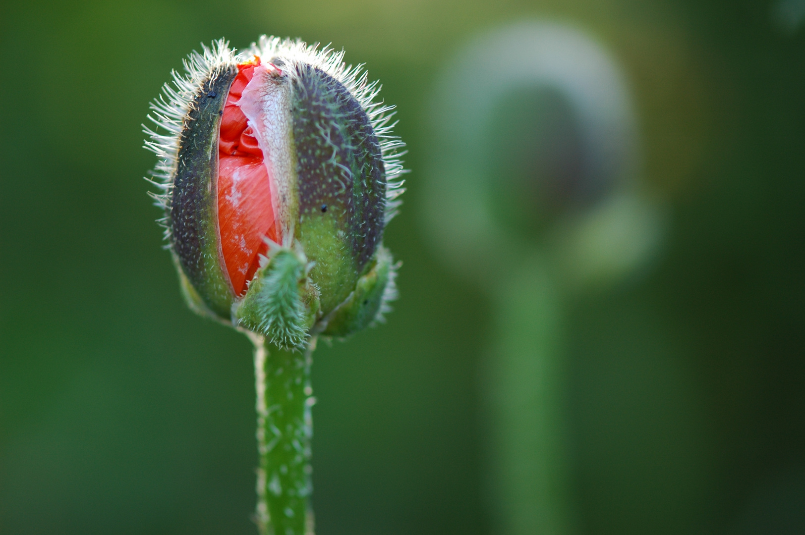 Knospe einer Mohnblume