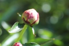 Knospe einer Pfingstrose im kühlen Frühling 2024