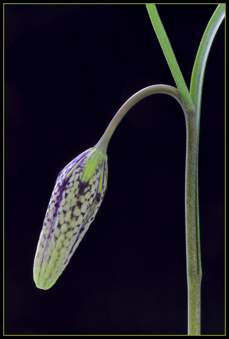 Knospe einer Schachbrettblüte