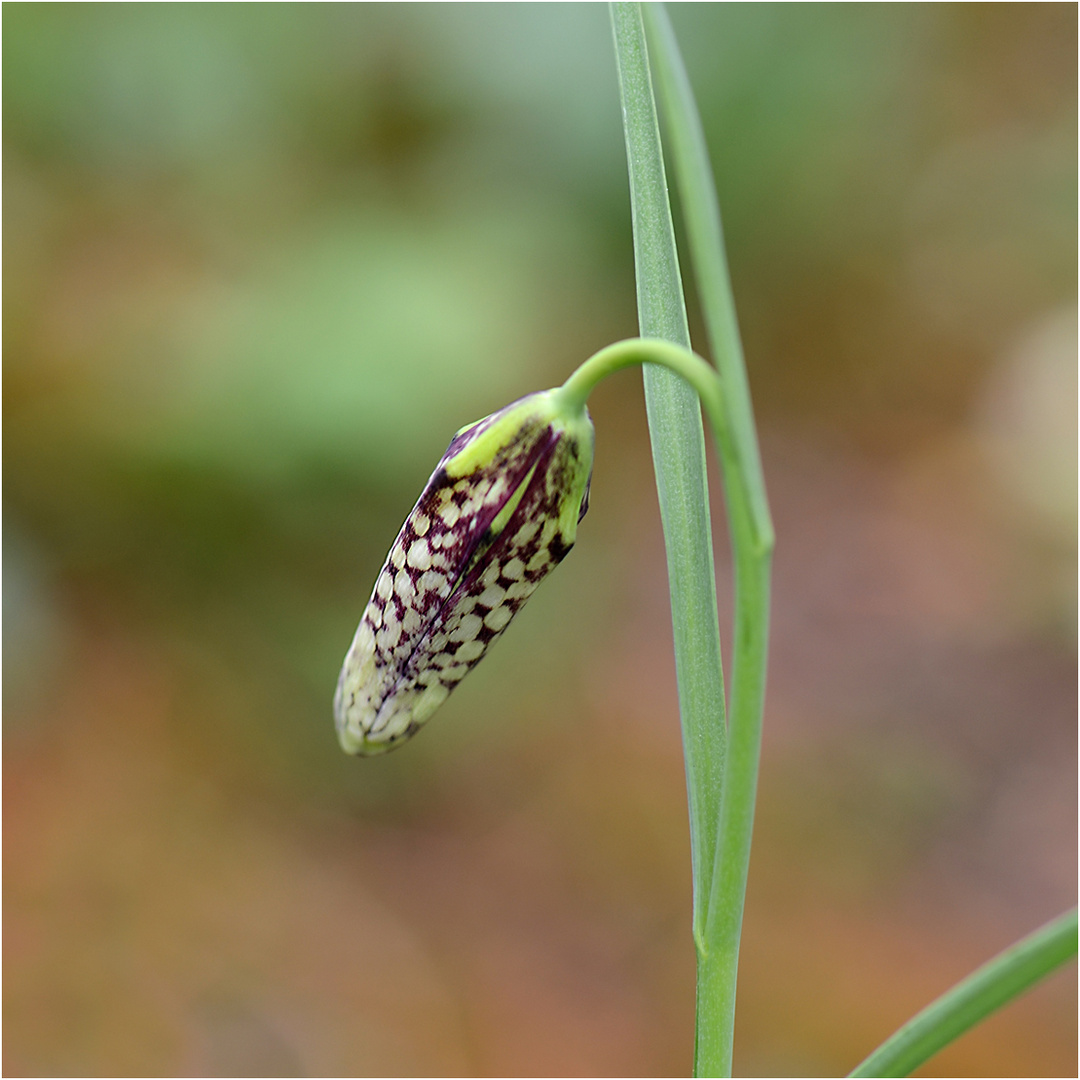 Knospe einer Schachbrettblume