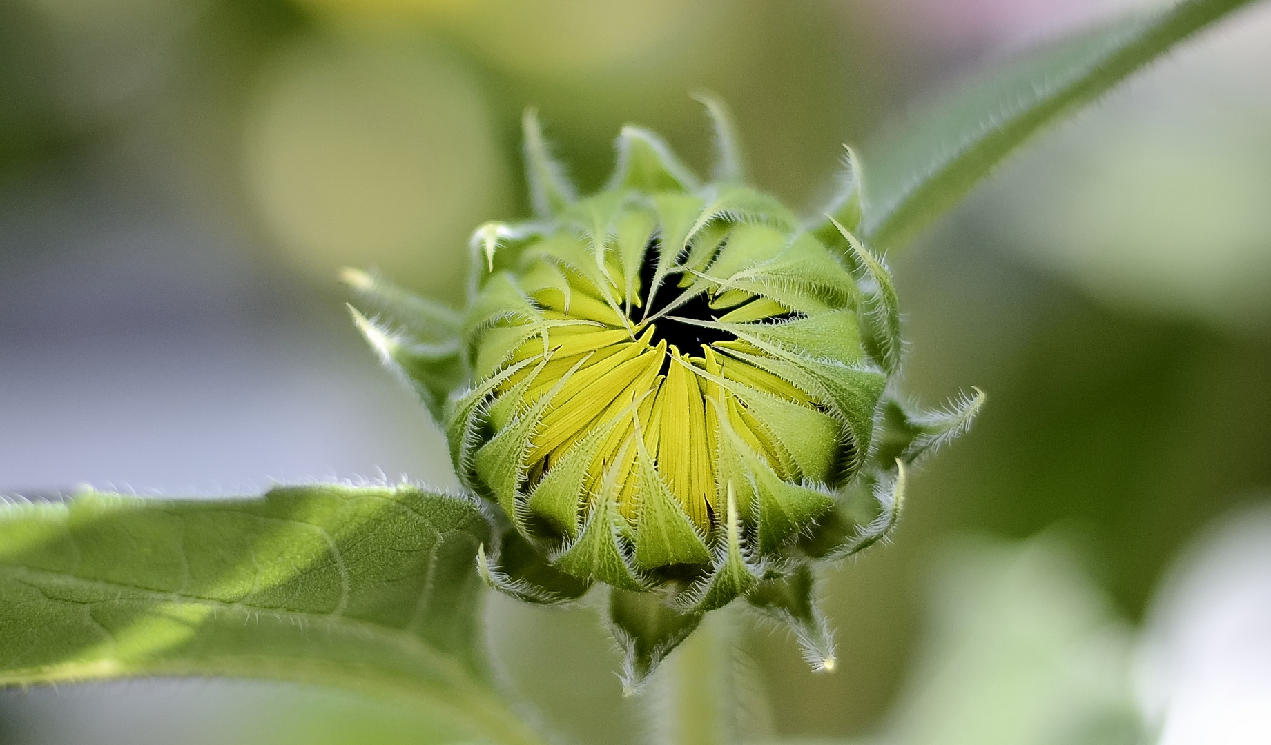 Knospe einer Sonnenblume