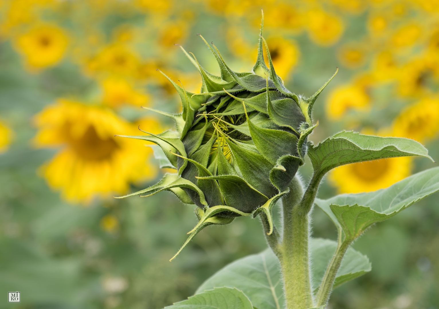 Knospe einer Sonnenblume