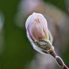 Knospe einer Stern-Magnolie