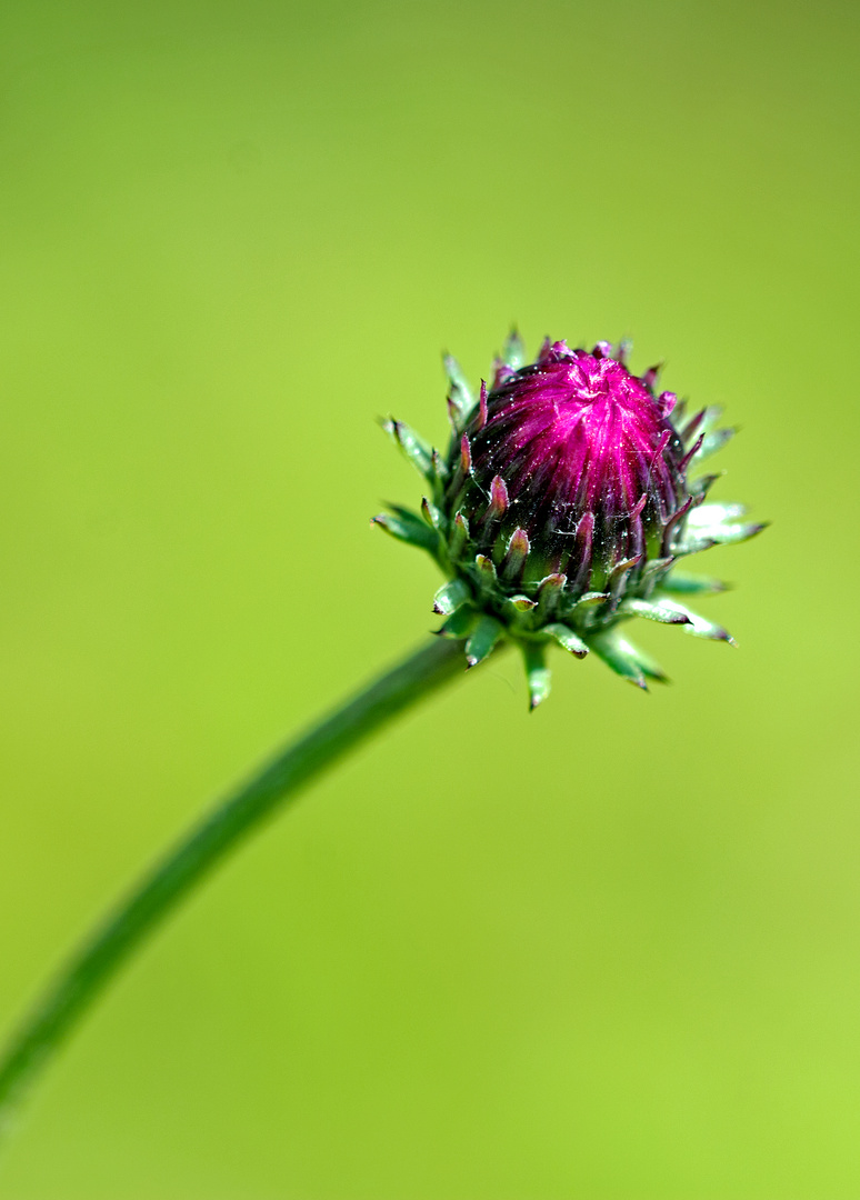 Knospe einer Wiesen-Flockenblume