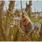 Knospe einer zauberhaften Frühlingsblüte