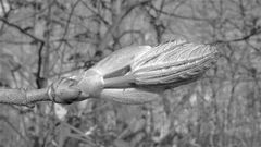 Knospe eines Bergahorns (Acer pseudoplatanus) I - mal in Schwarzweiß