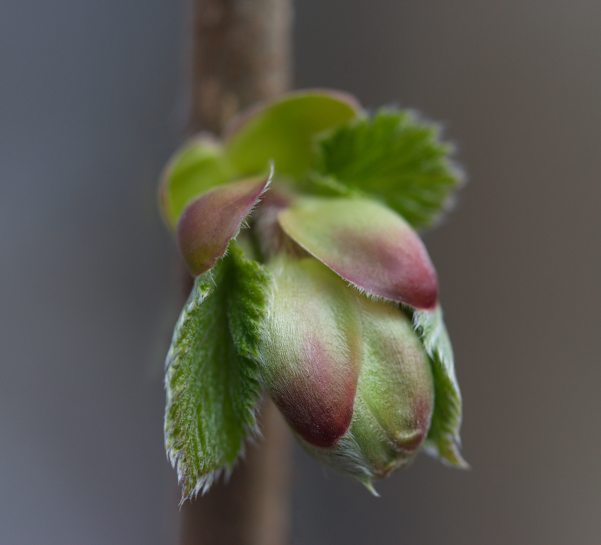 Knospe eines Haselnußstrauches