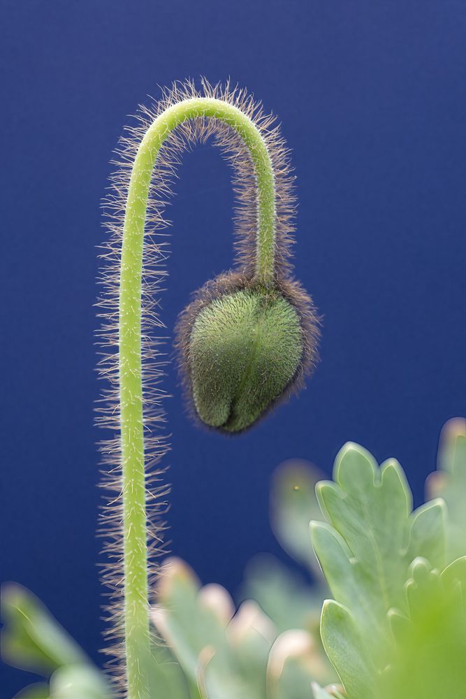 Knospe eines Mohns mit orangefarbenen Blütenblättern