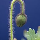 Knospe eines Mohns mit orangefarbenen Blütenblättern