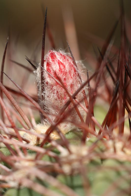 Knospe eines Rhodocactus denmoza