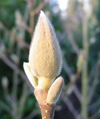 Knospe eines Tulpenbaums in Startstellung