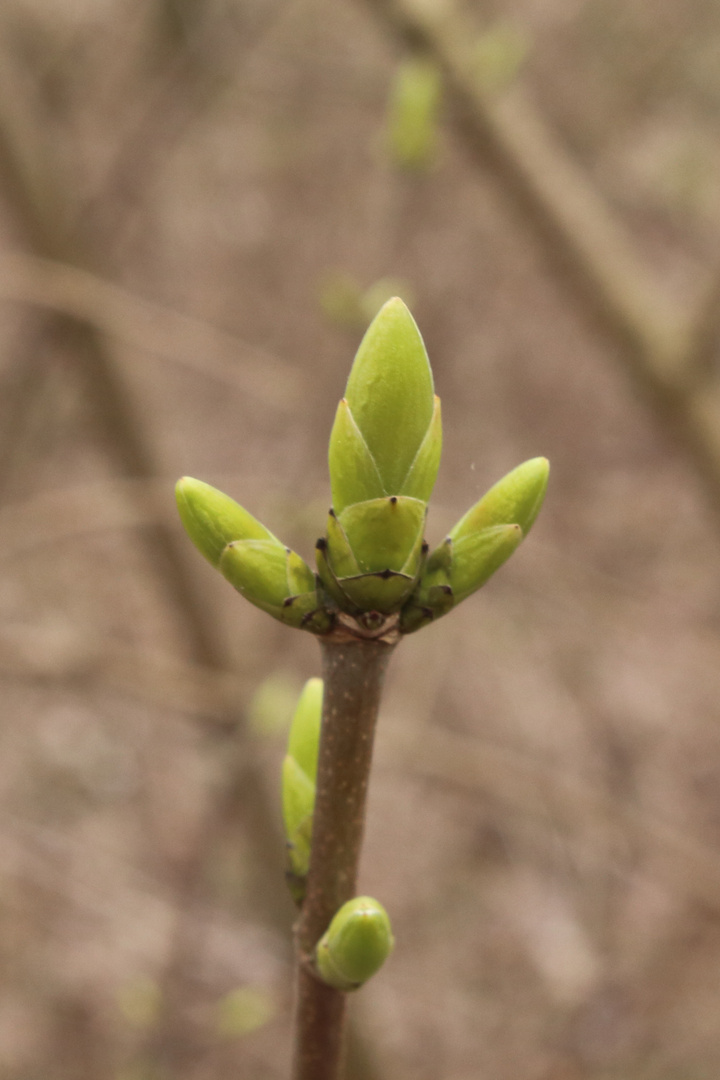 Knospe - Frühling