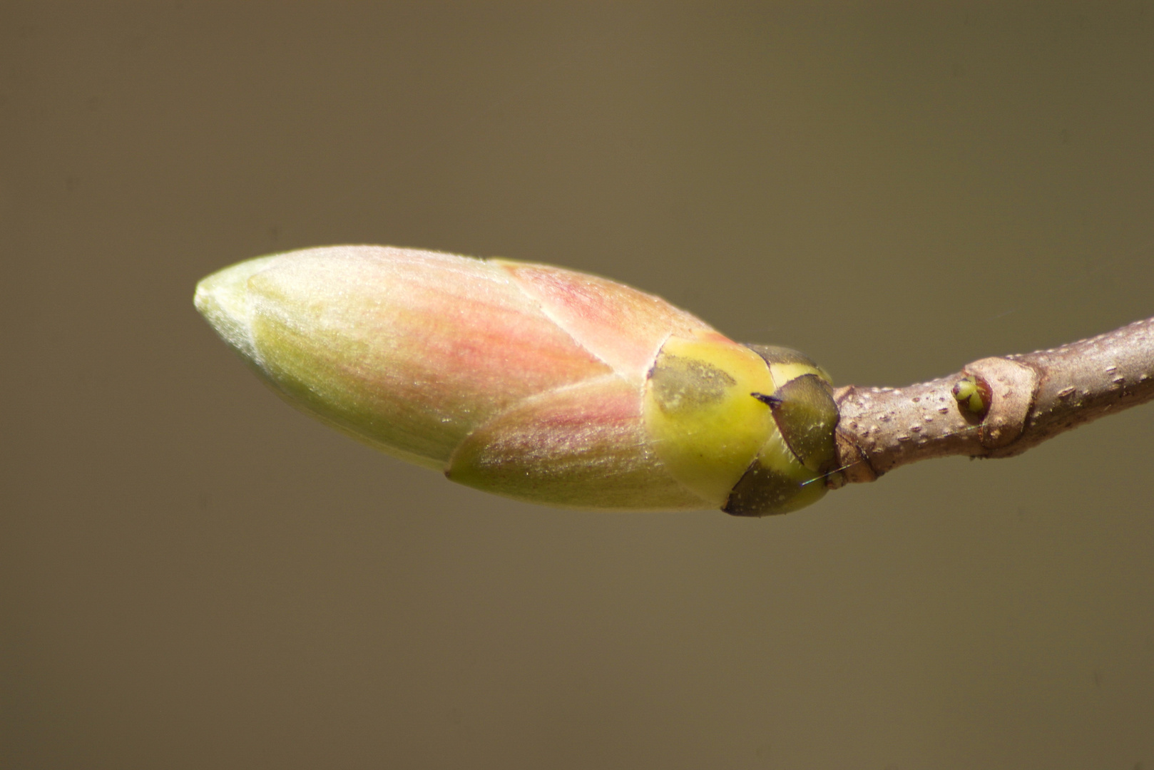 Knospe - Frühlingserwachen -