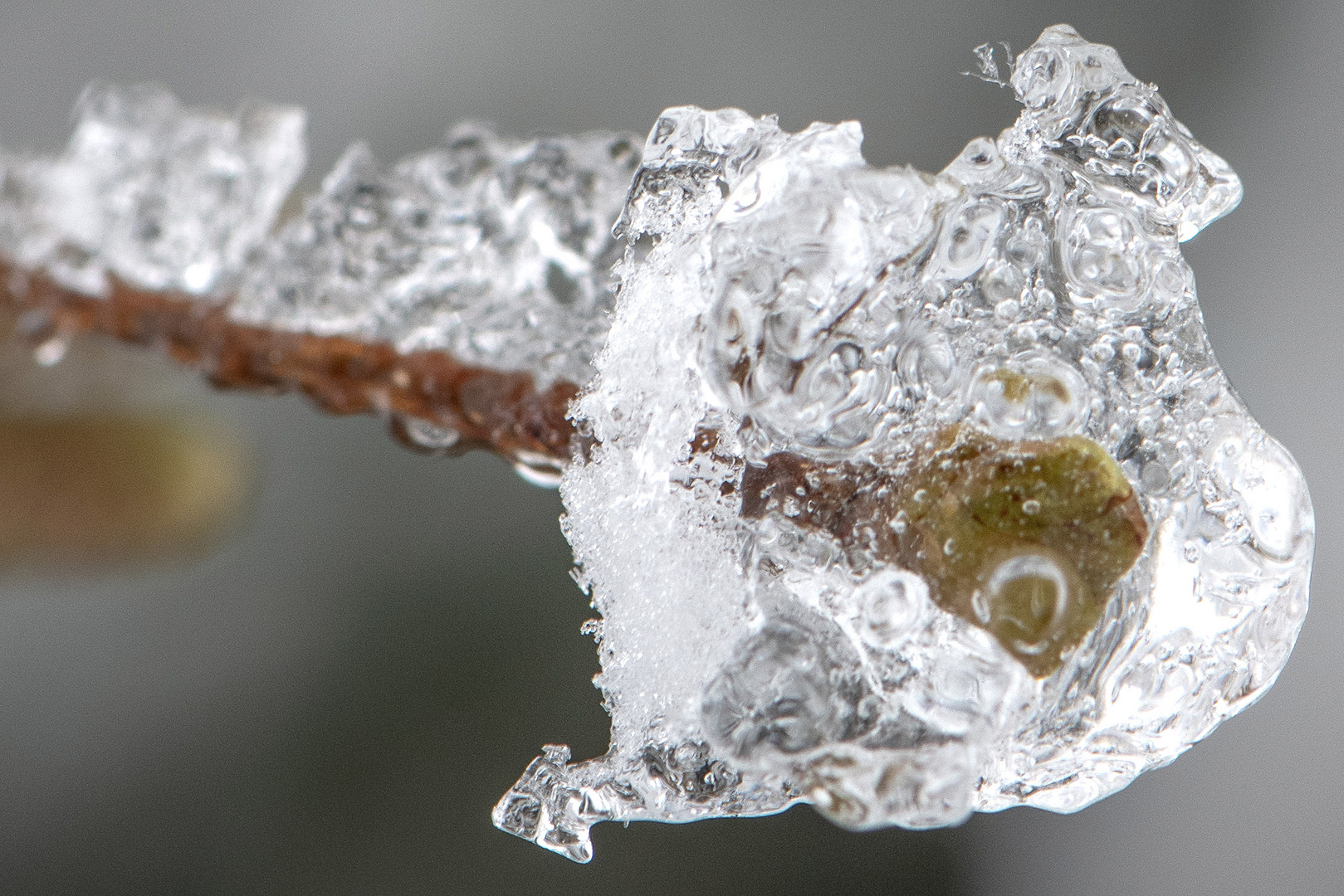 Knospe im Eismantel