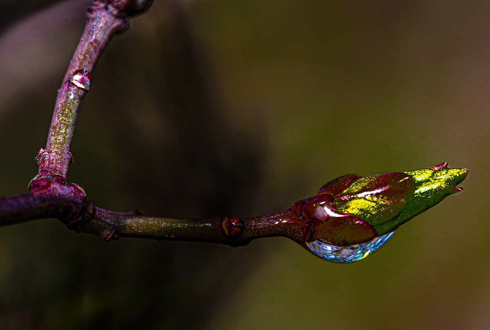 Knospe im Farbenspiel