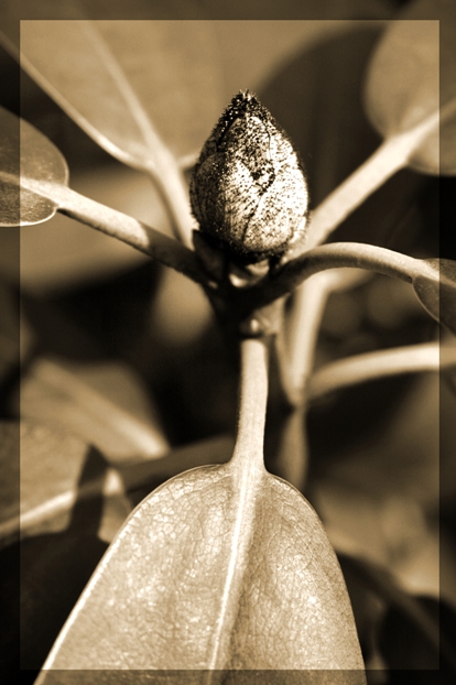 Knospe im Frühling