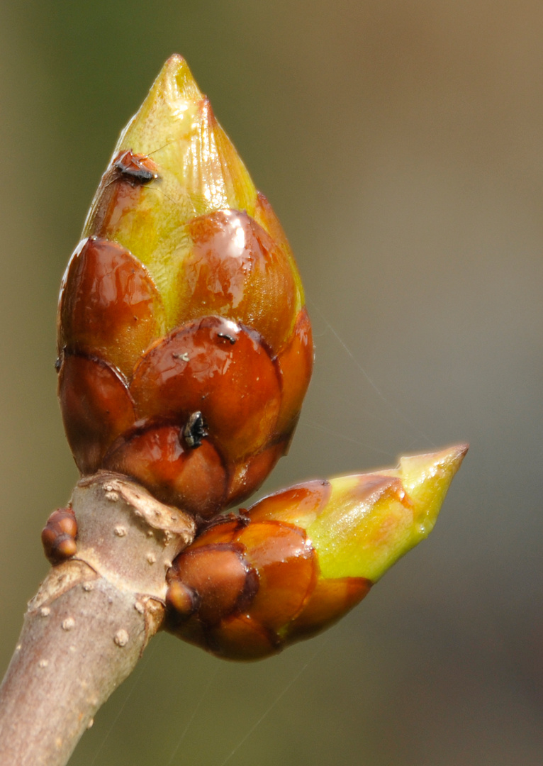 Knospe im Frühling