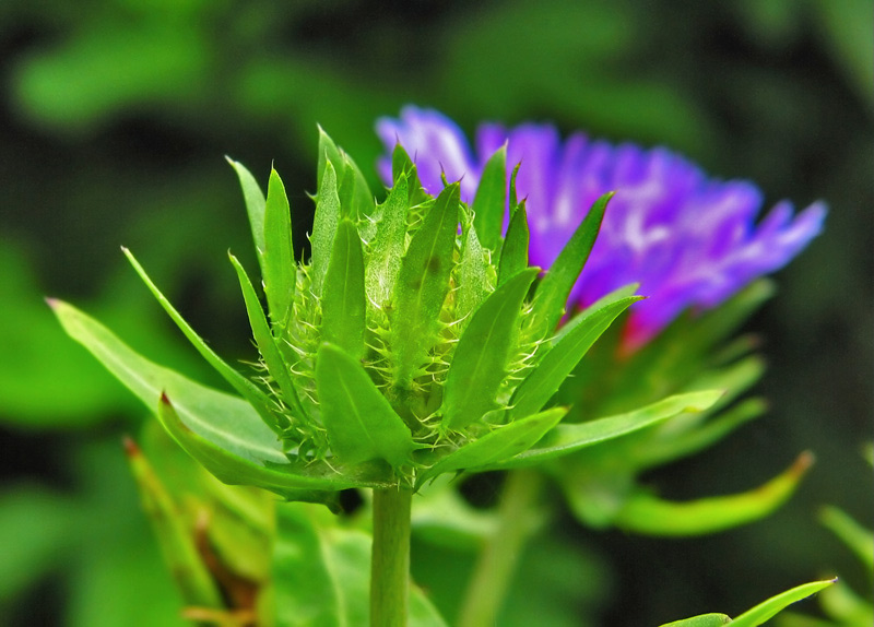 Knospe im Garten