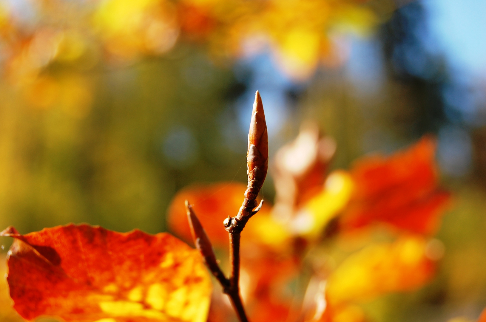 Knospe im Herbst