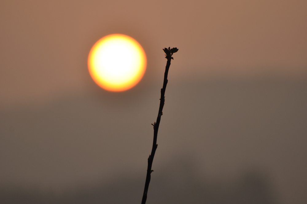 Knospe im Morgenrot