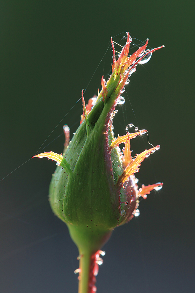 Knospe im Morgentau