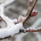 Knospe im Schnee