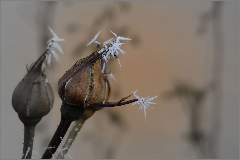 Knospe im Winter