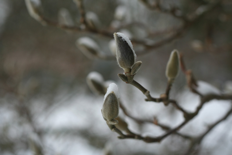 knospe im winter / die blüte im sommerwind / ist jetzt schon darin