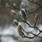 knospe im winter / die blüte im sommerwind / ist jetzt schon darin