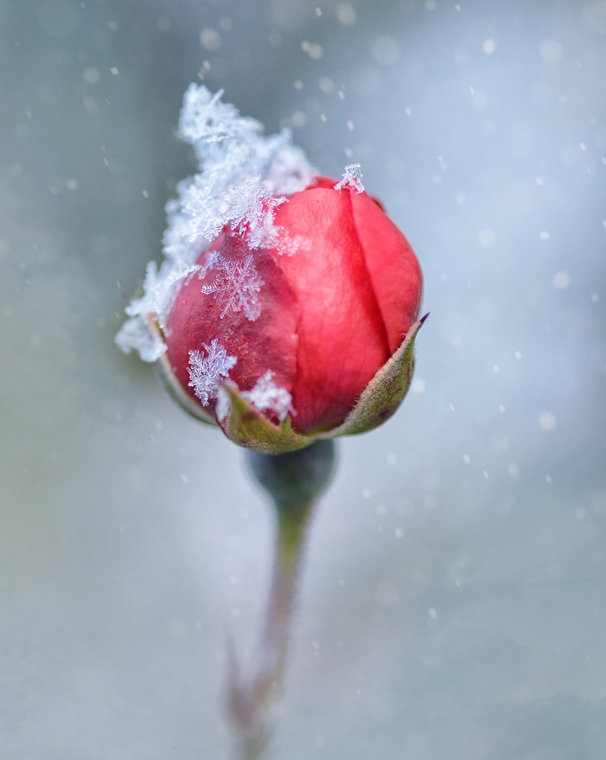 Knospe im Winterschmuck