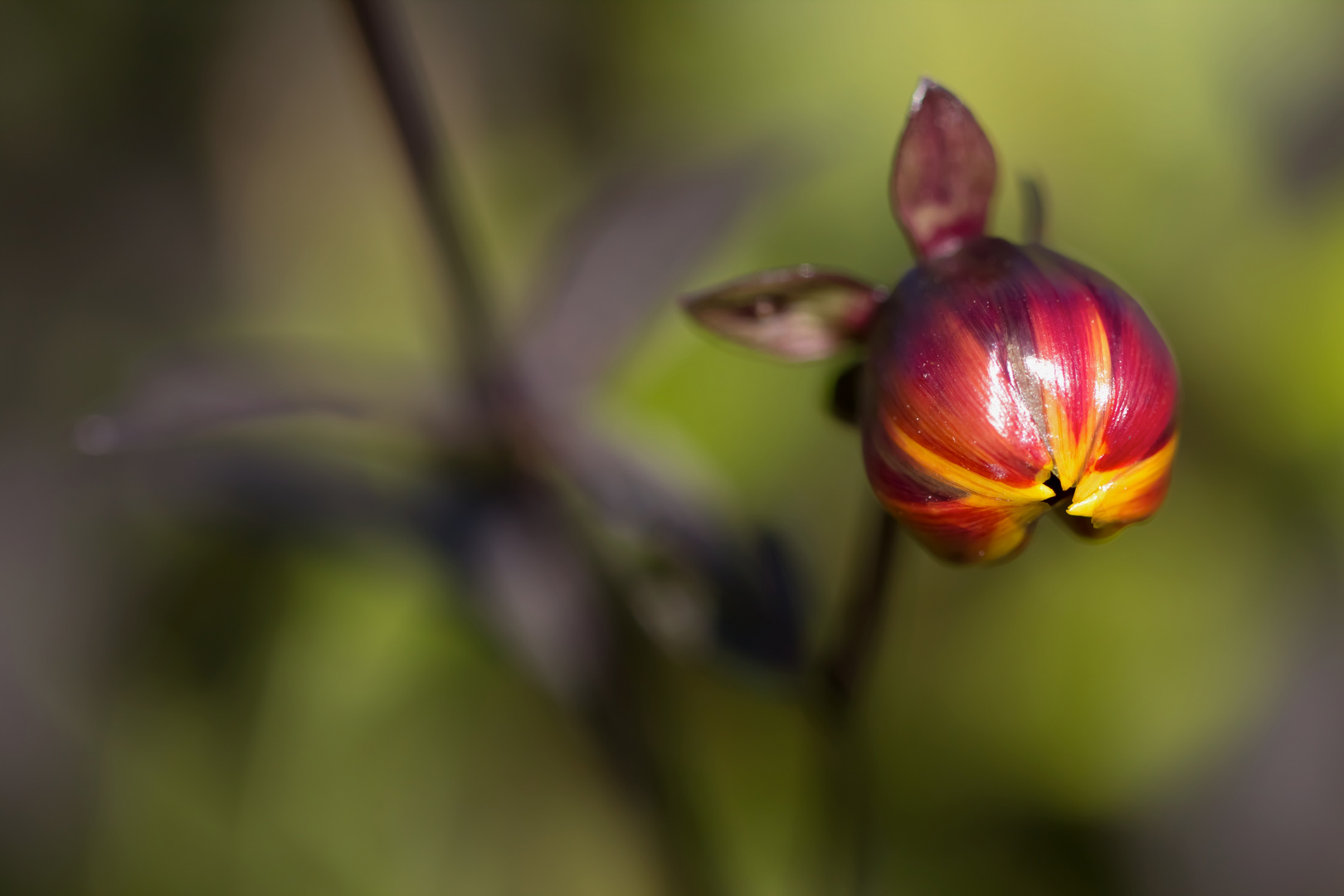 Knospe in der Herbst-Abendsonne