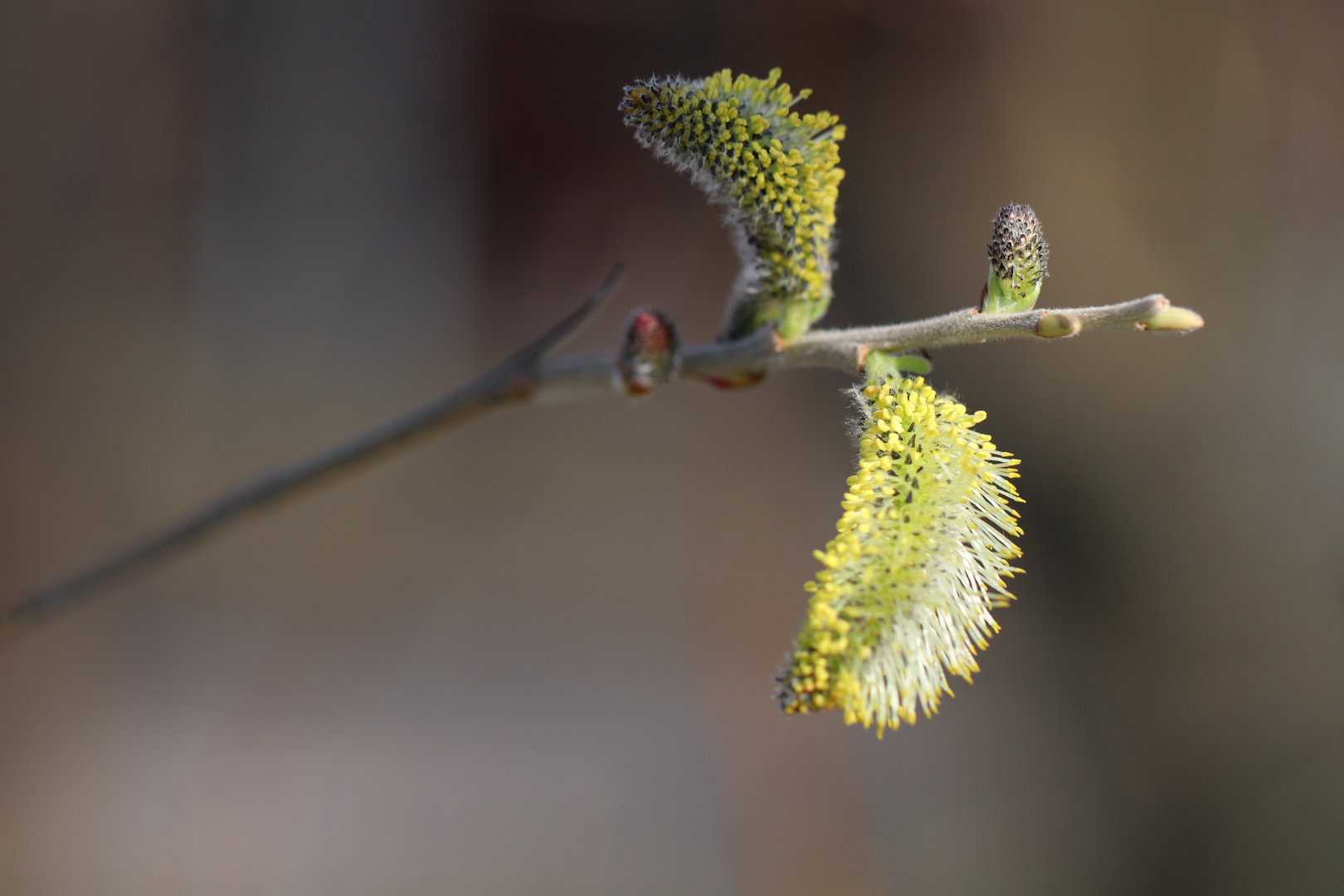 Knospe in verschiedenen Stadien