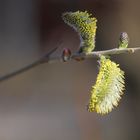 Knospe in verschiedenen Stadien