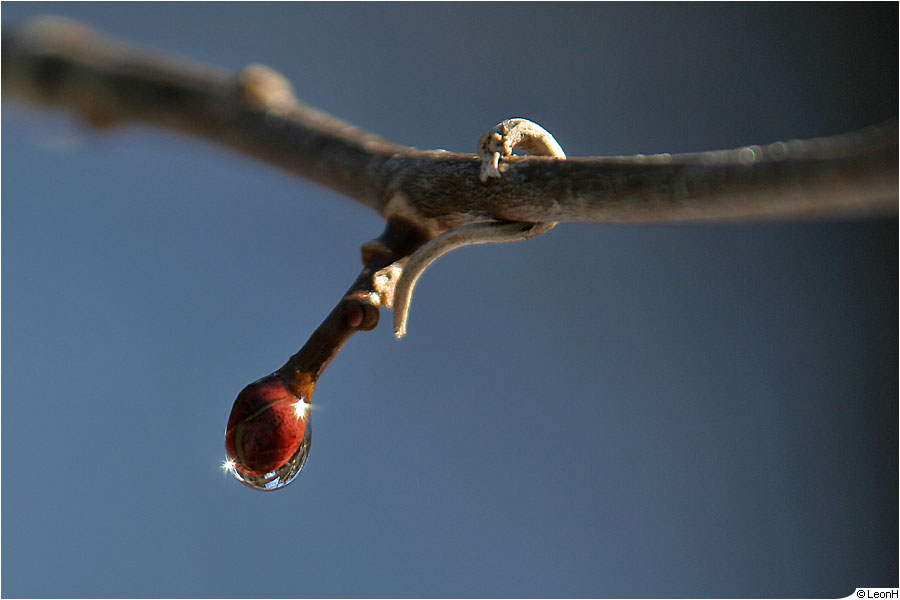 Knospe in Wasser