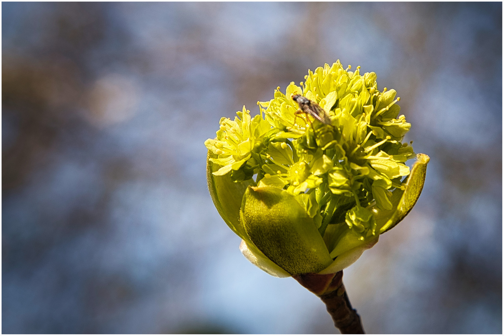 Knospe mit Besuch