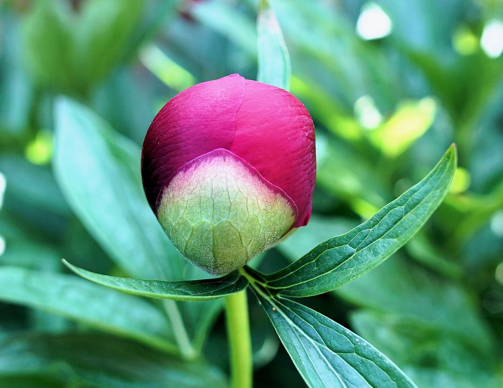 Knospe mit roter Mütze