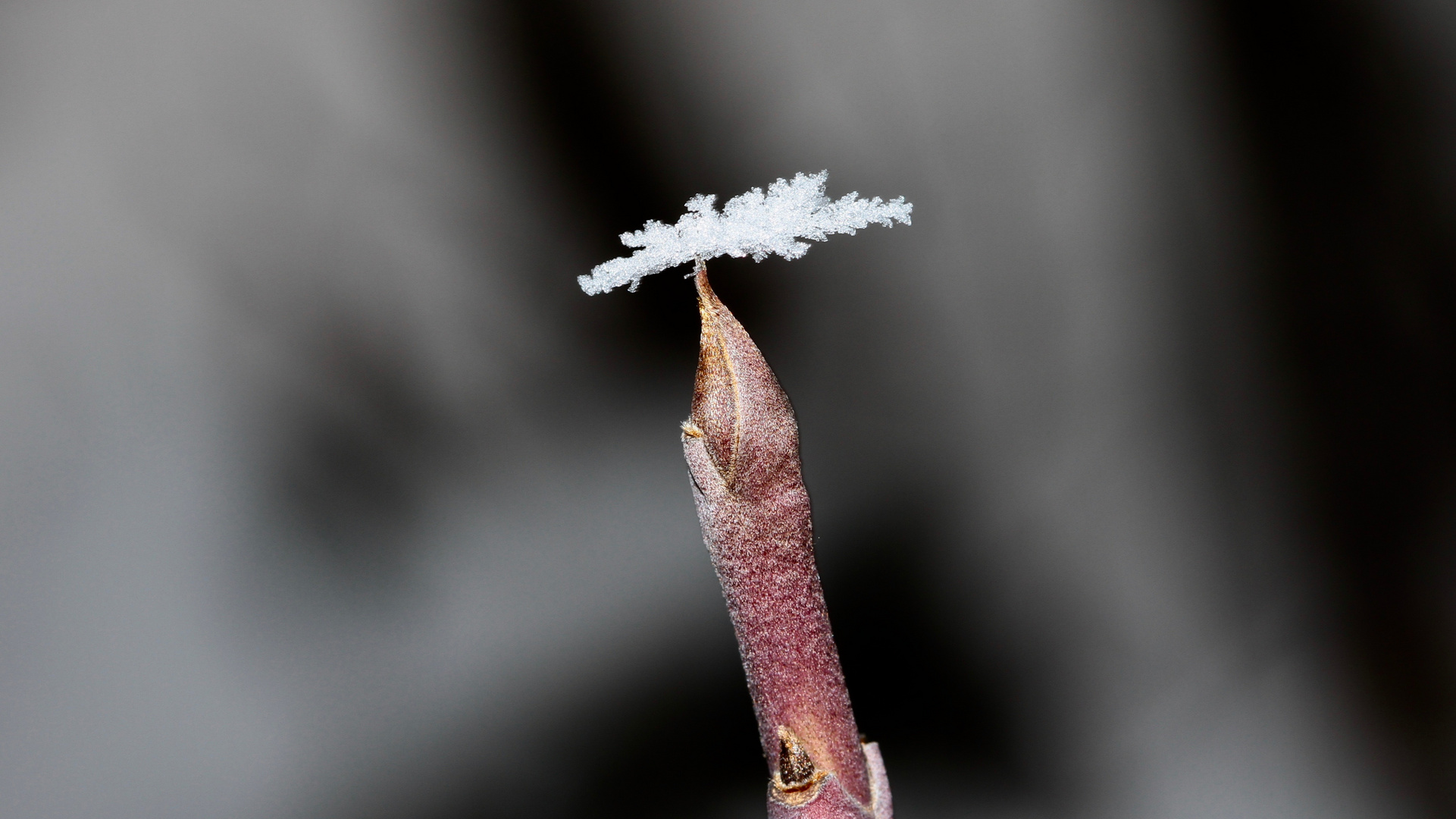 Knospe mit Schneekristalschirm