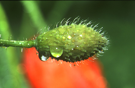 Knospe nach dem Regen