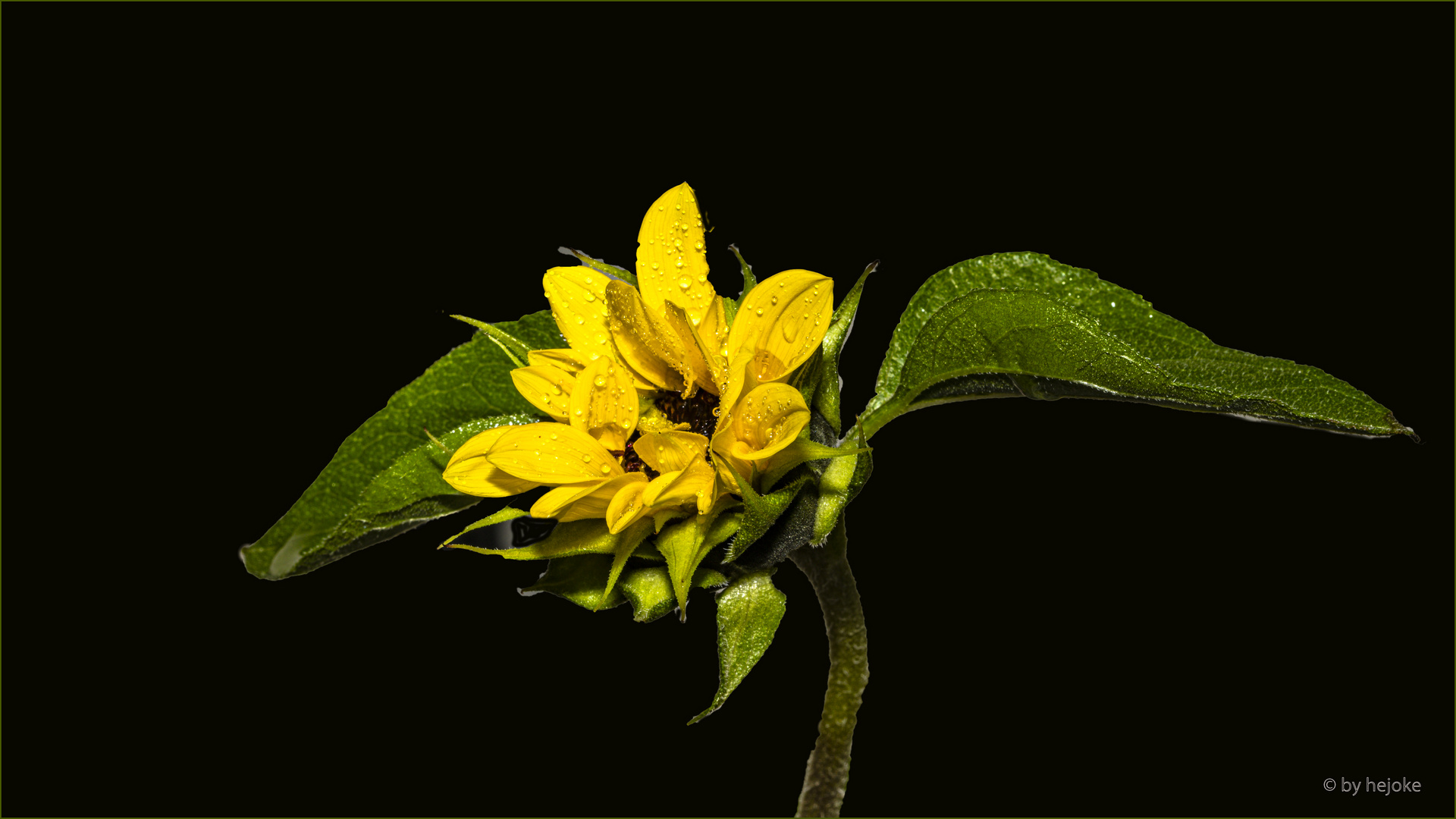 Knospe Sonnenblumenblüte mehr geöffnet 2