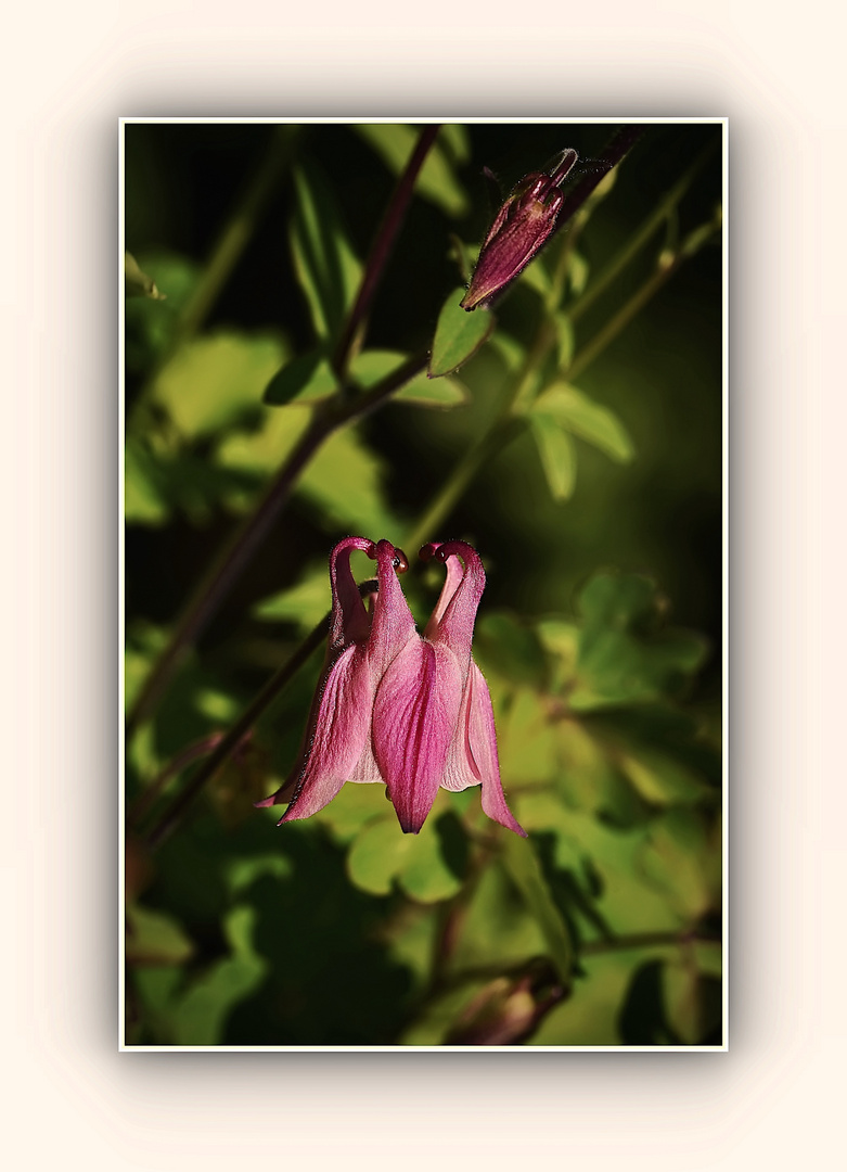 Knospe und Blüte