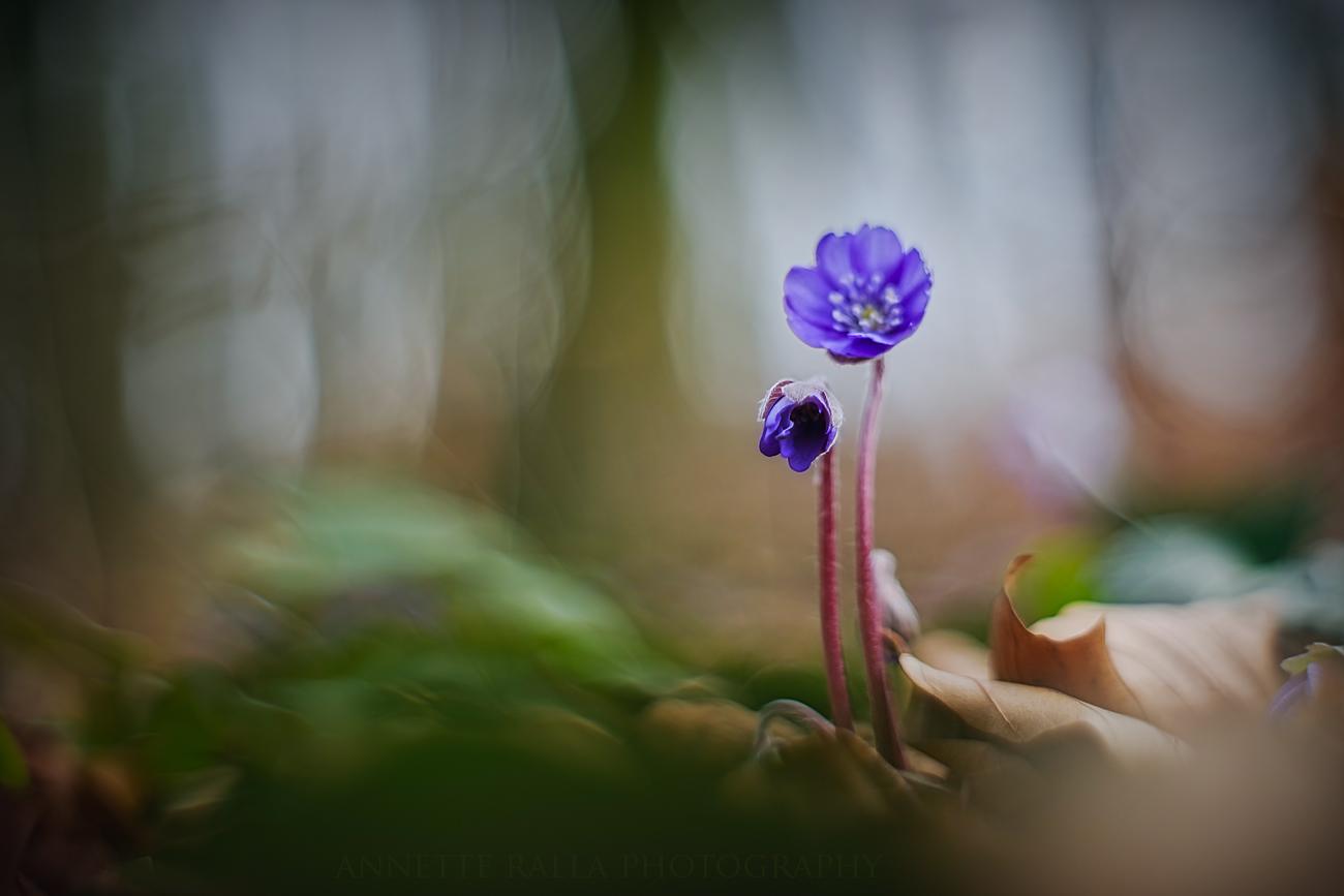 Knospe und Blüte