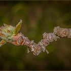 Knospe vom Apfelbaum