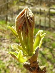 Knospe vom Nußbaum