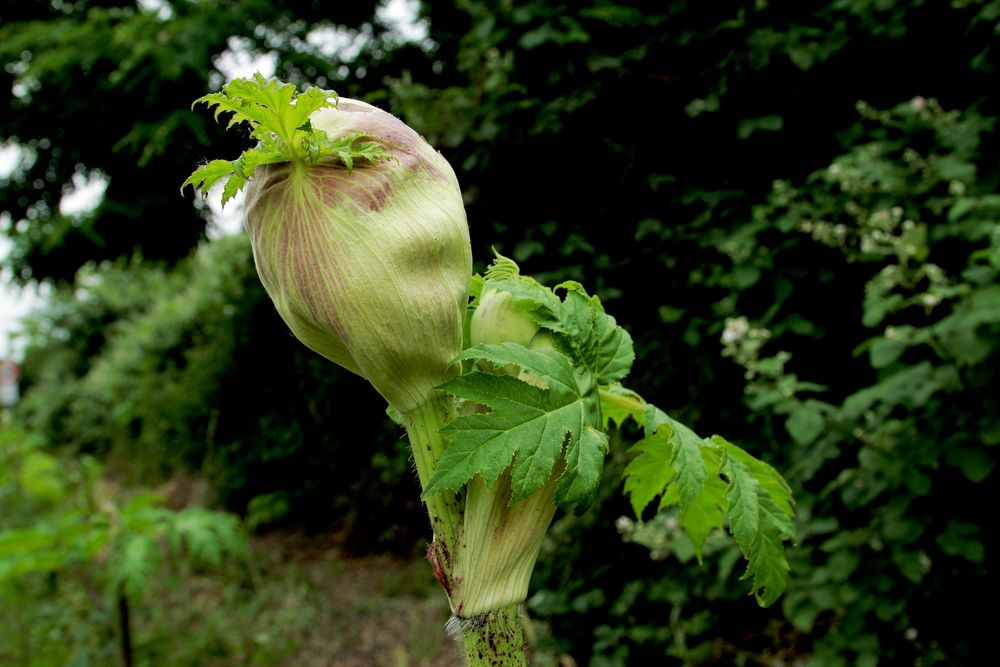 Knospe vom Riesen - Bärenklau