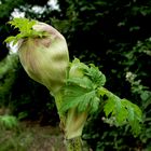 Knospe vom Riesen - Bärenklau