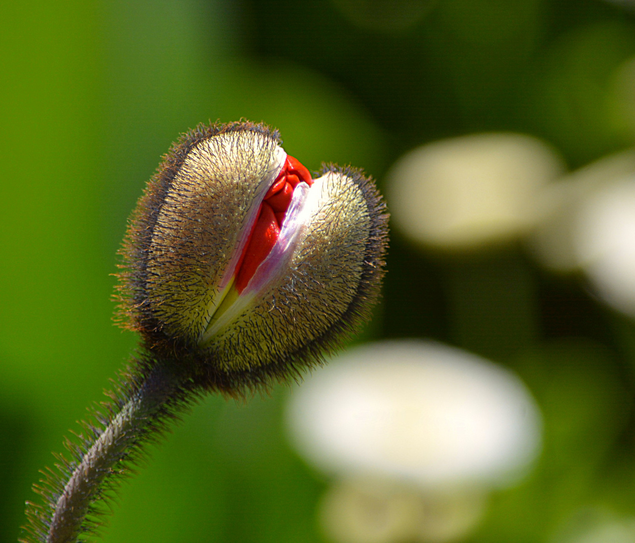 Knospe von Islandmohn