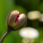 Knospe von Islandmohn