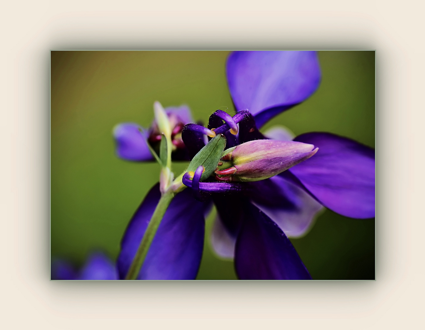 Knospe vor Blüte